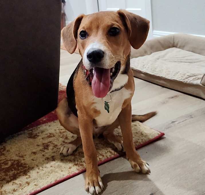 Photo of Ollie
