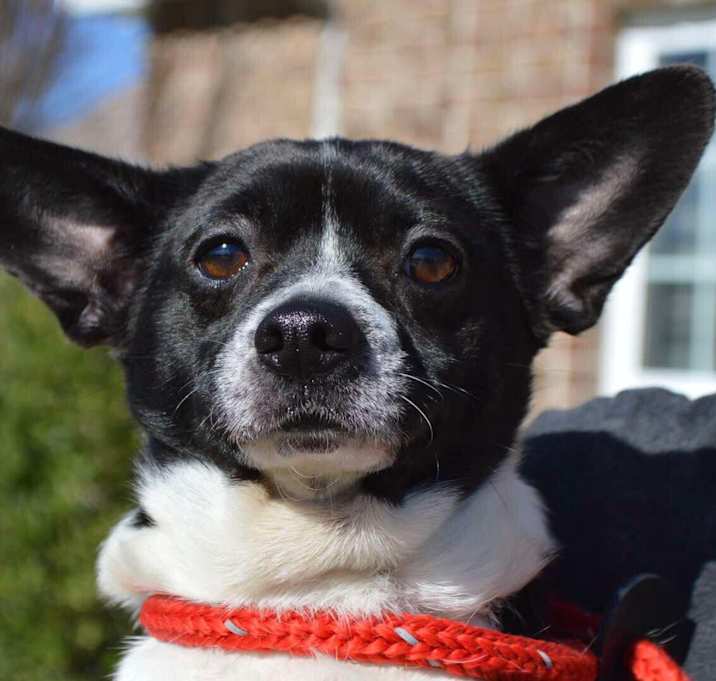 Photo of BUDDY