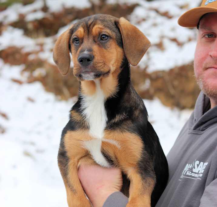 Photo of Shep/hound x puppies!