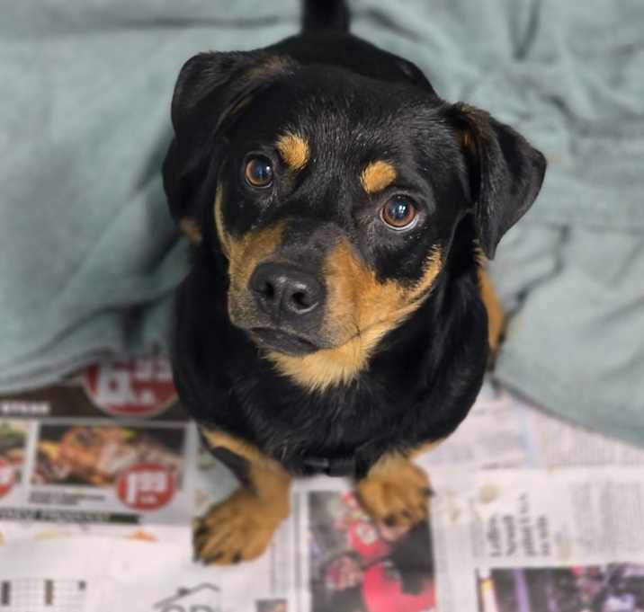 Photo of Roscoe