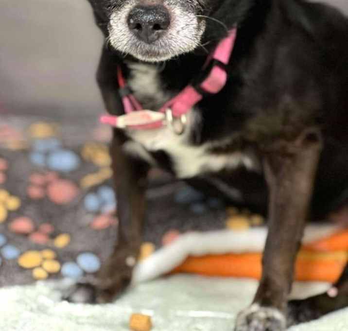 Photo of **Zulu TX
