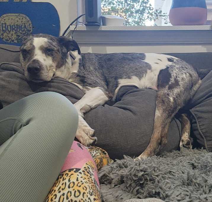 Photo of luna