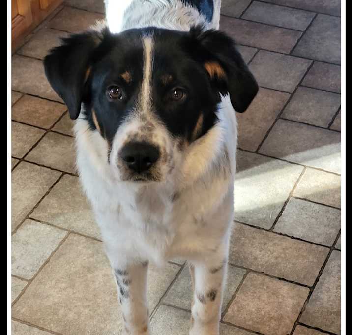 Photo of Cooper