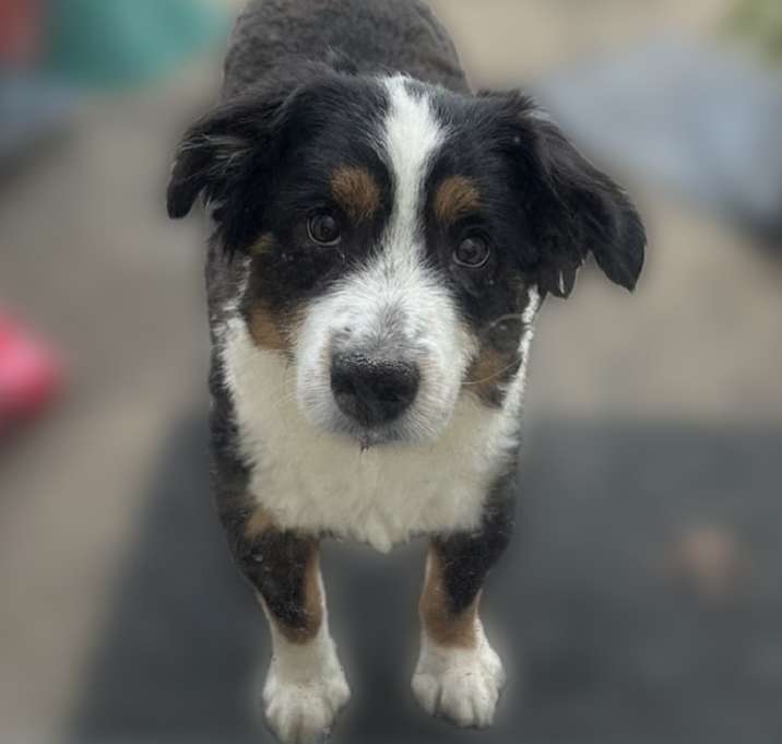 Photo of Bandit