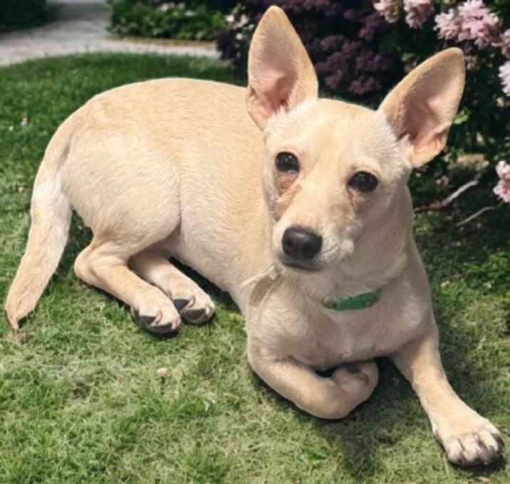 Photo of Tinkerbell