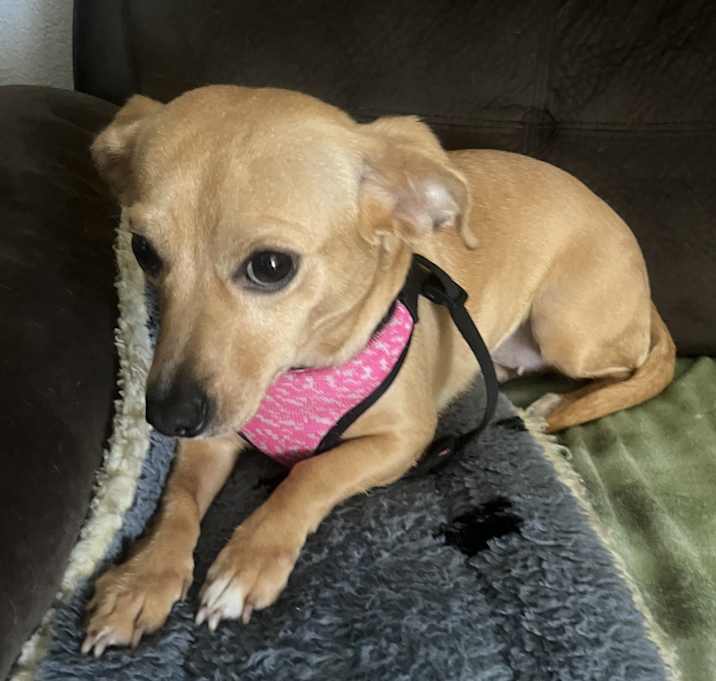 Photo of Honey