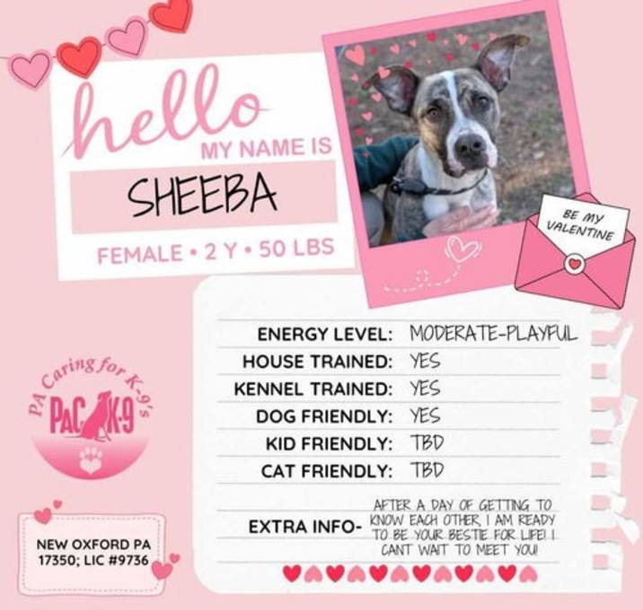 Photo of Sheeba