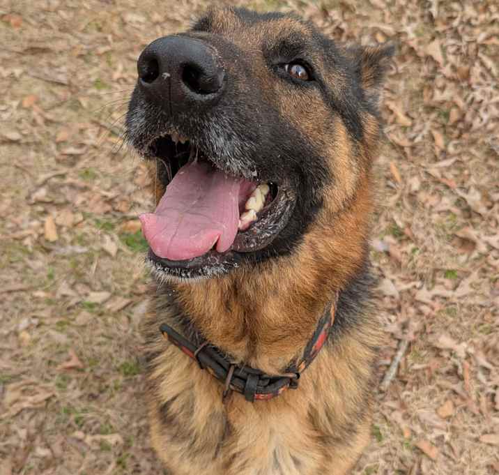 Photo of Buddy (SD)
