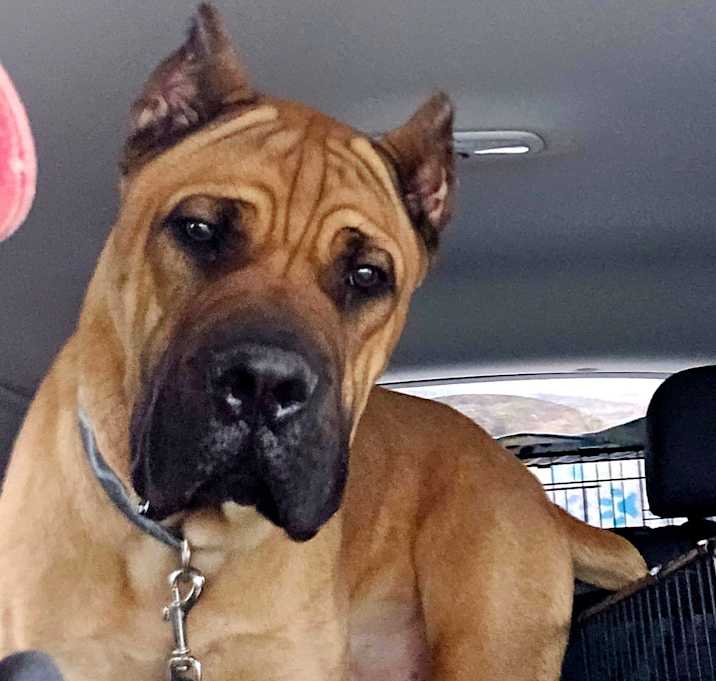 Photo of Tank
