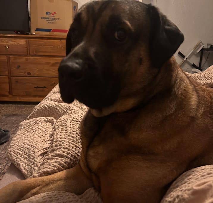 Photo of Grizzly
