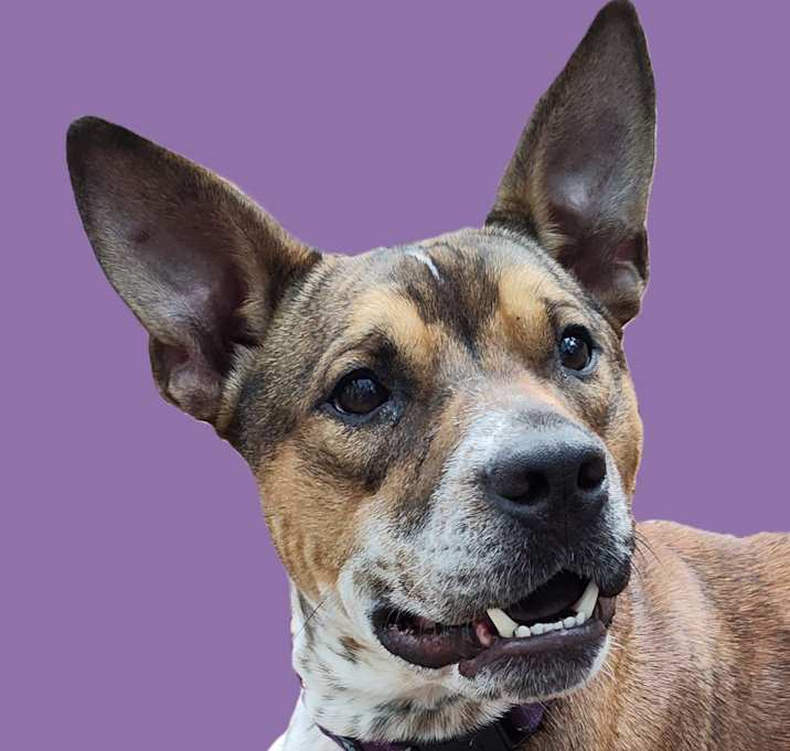 Photo of Buckshot