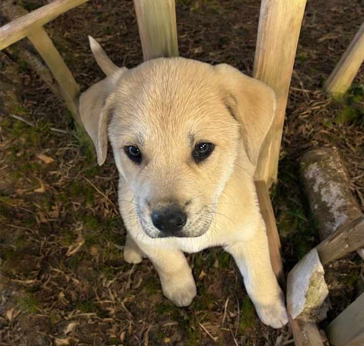 Photo of Ollie
