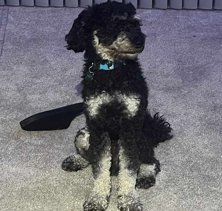 Photo of milo