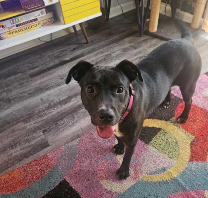 Photo of Tink