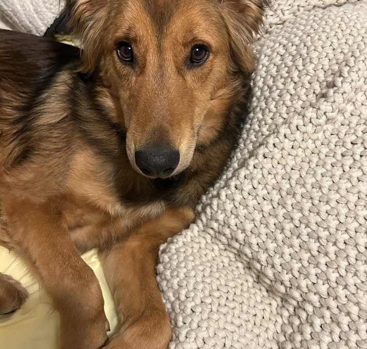 Photo of Milo