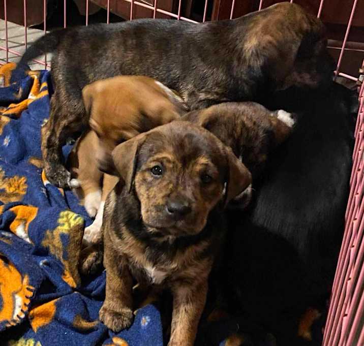 Photo of Shep pups need foster