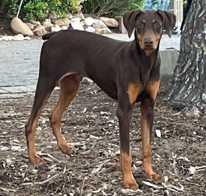 Photo of Bruno