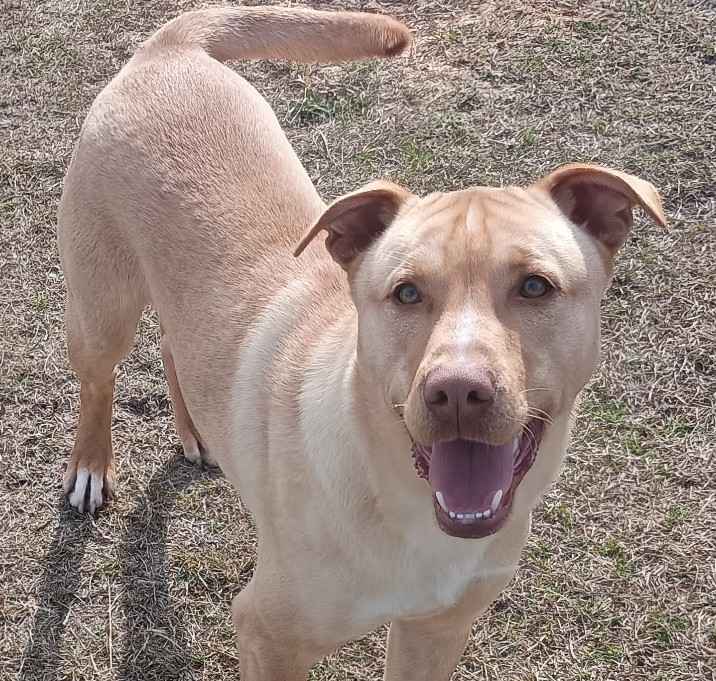 Photo of Trapper