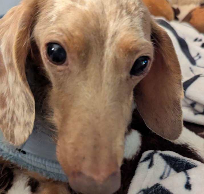 Photo of Kringle