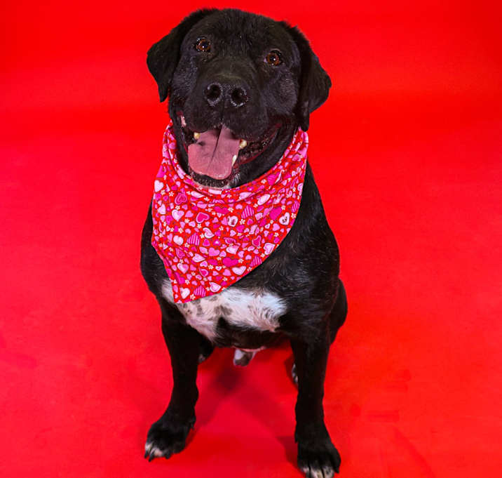 Photo of Rocky