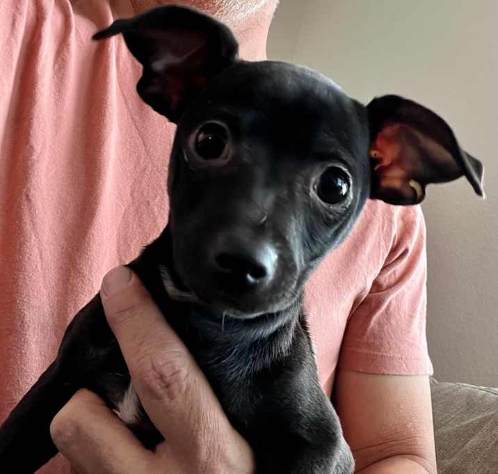 Photo of Sophia *Adoption pending*