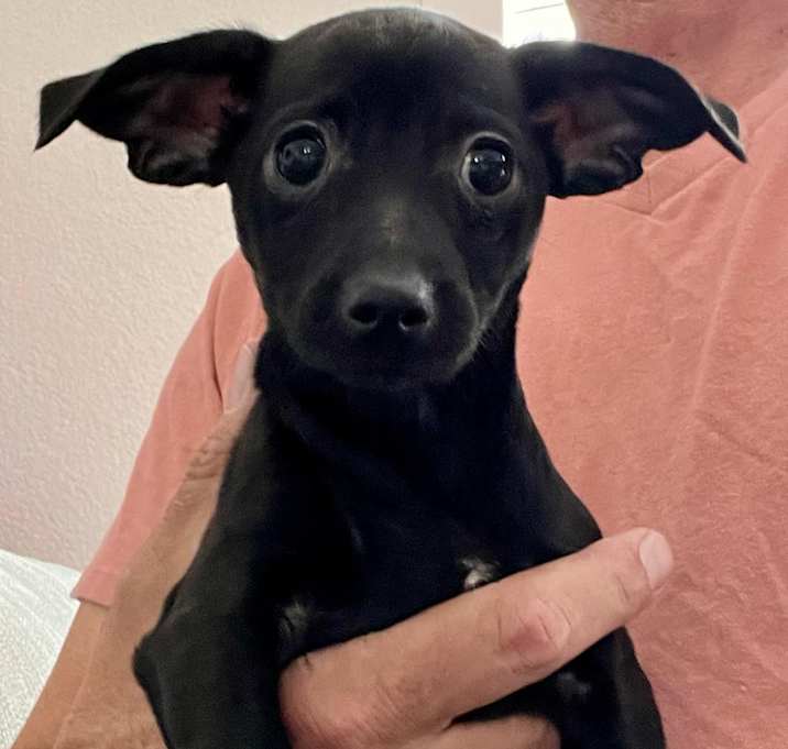 Photo of Dorothy *Adoption pending*