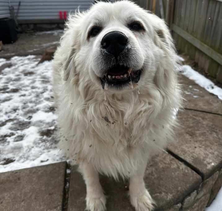 Photo of Polar Lady