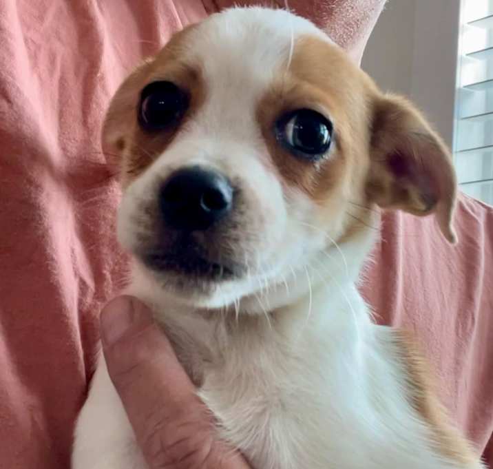 Photo of Phoenix *Adoption Pending*