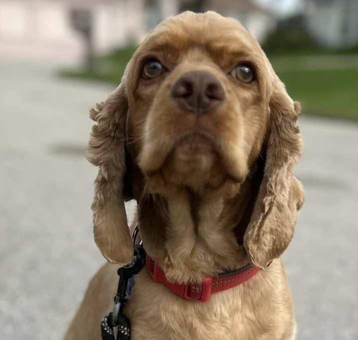 Photo of Shakespeare