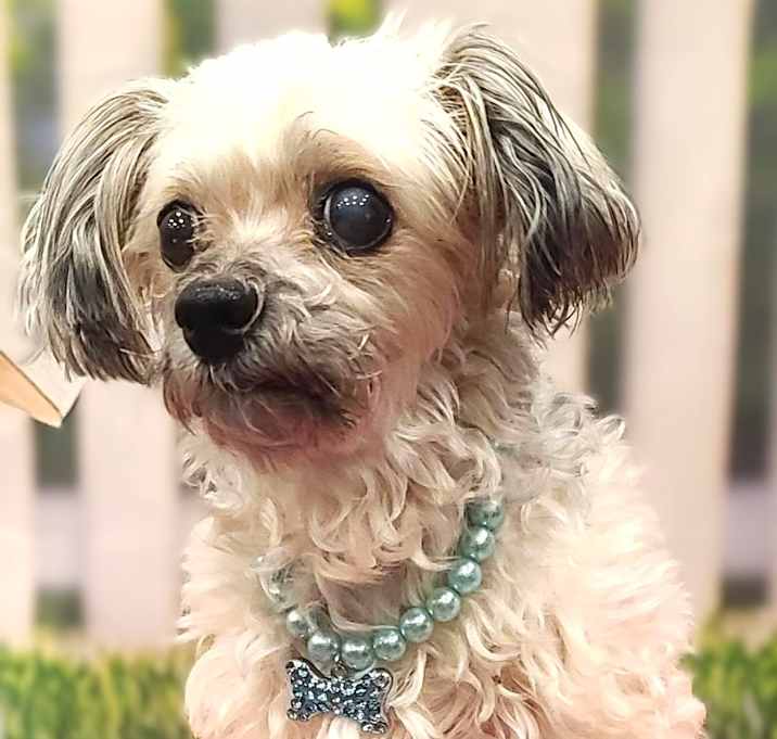 Photo of Muffin