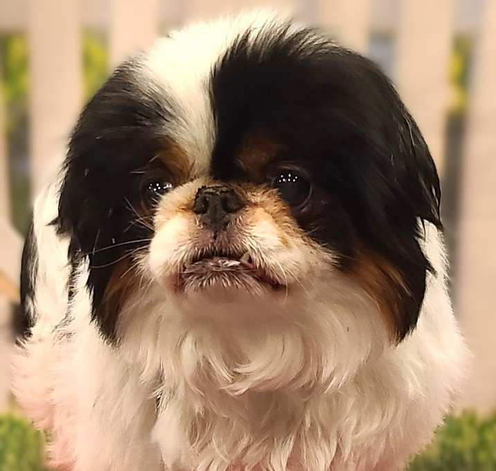 Photo of Bailey-ADOPTION PENDING