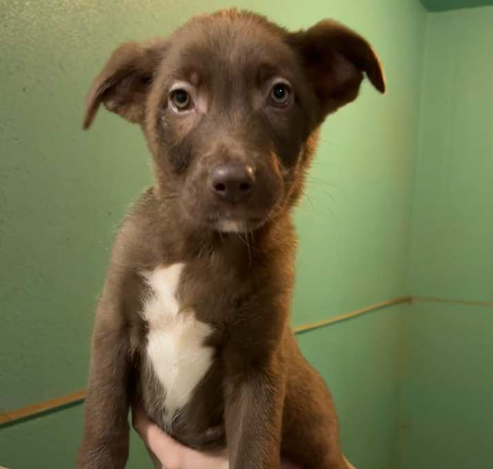 Photo of Comet