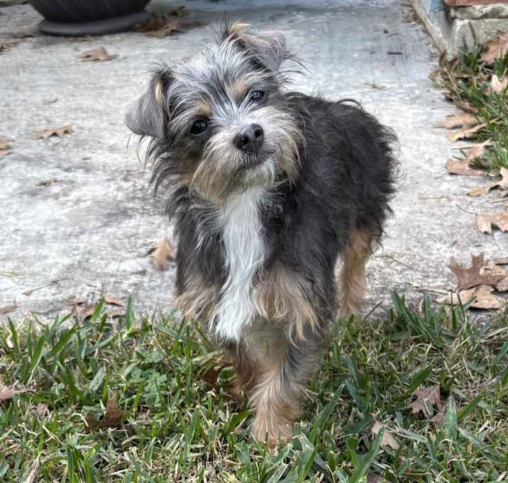 Photo of Ruby