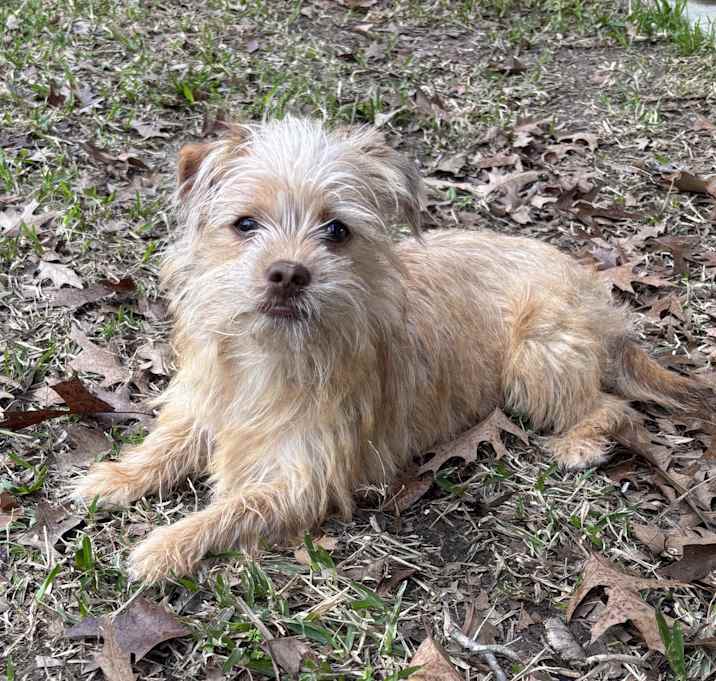Photo of Layla