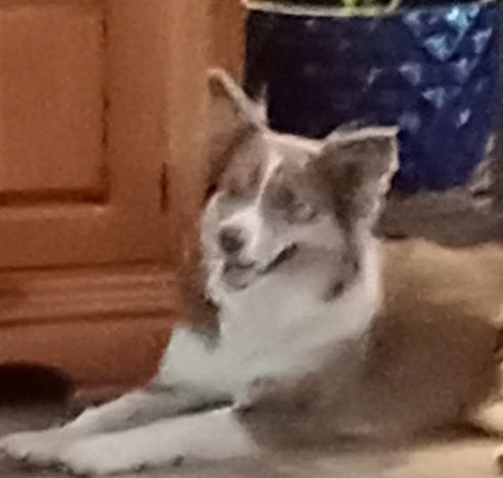 Photo of Sharlie