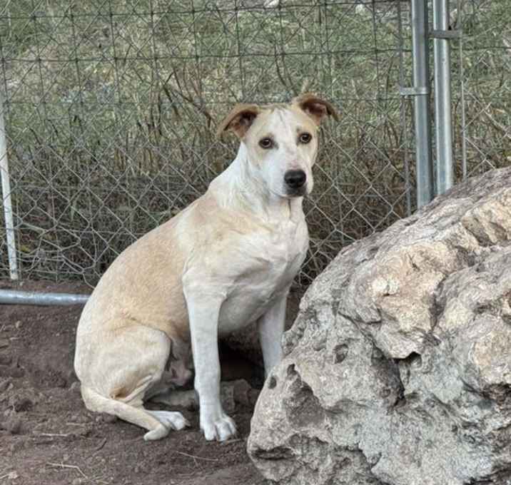 Photo of Butterscotch