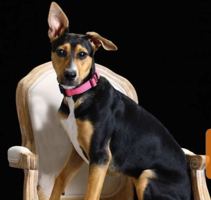 Photo of Pancake