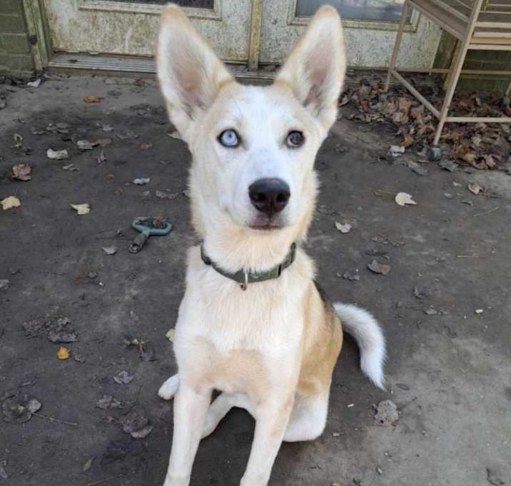 Photo of Koda (10mo PUPPY)