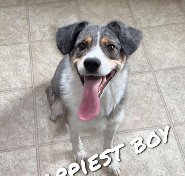 Photo of Koda
