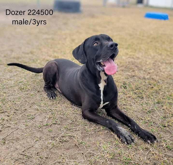 Photo of Dozer