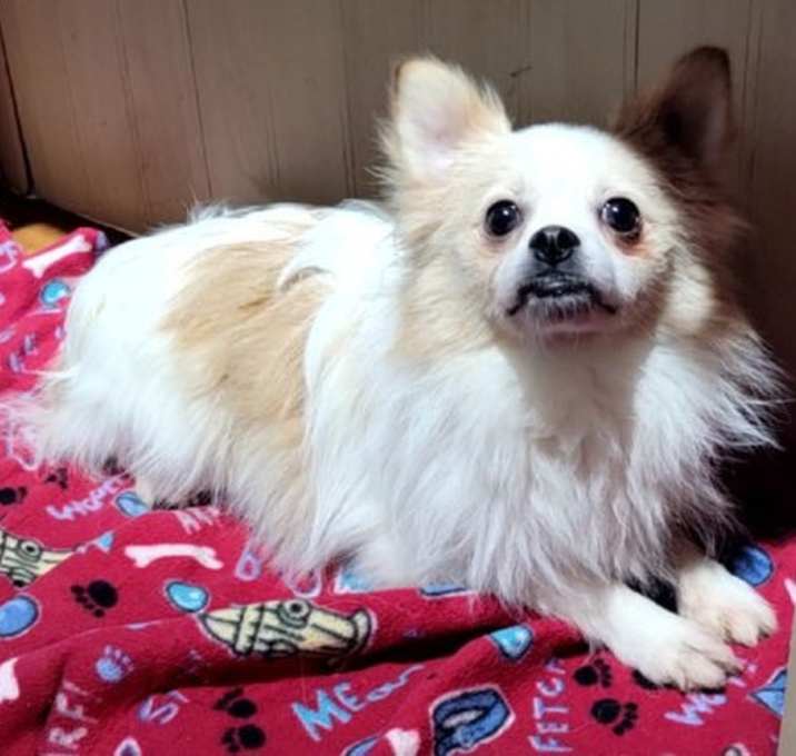 Photo of POM White & orange male