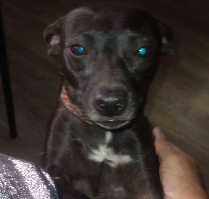 Photo of Gypsy