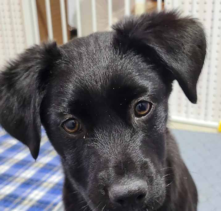 Photo of Blitz - Adoption Pending!
