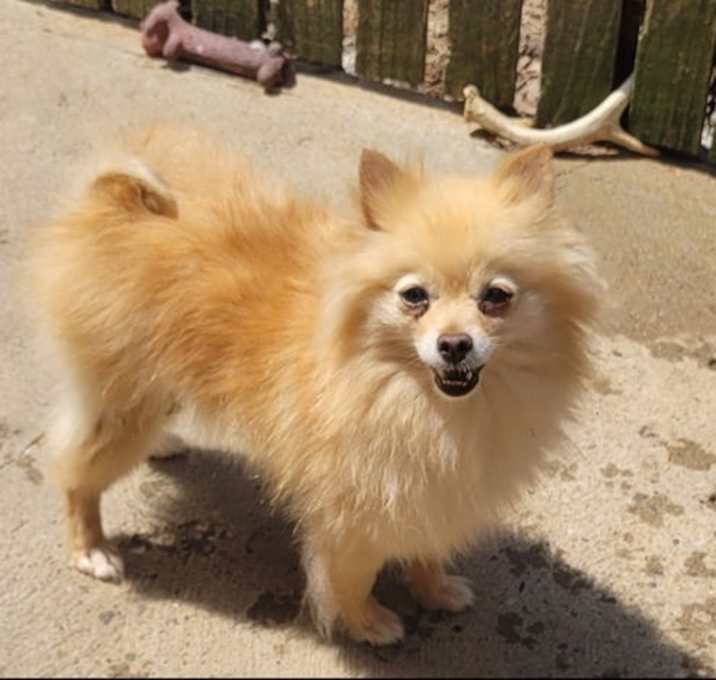 Photo of POM Orange cream