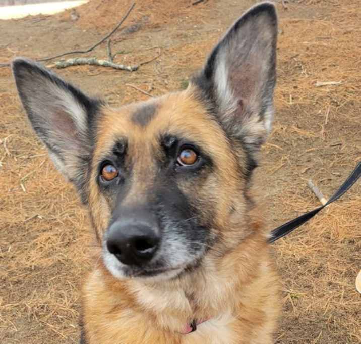 Photo of Skyler - Sweet Shepherd