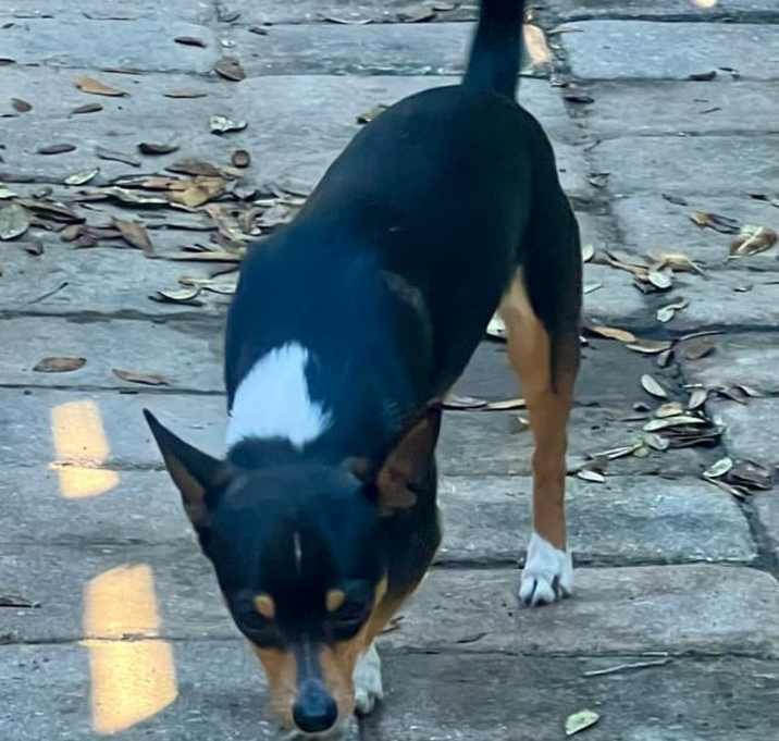 Photo of Buttercup