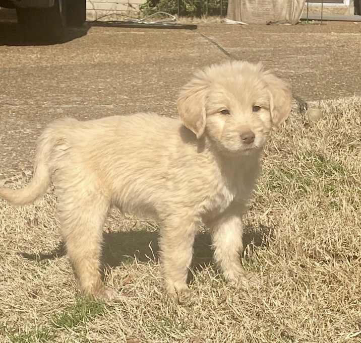 Photo of NIGEL
