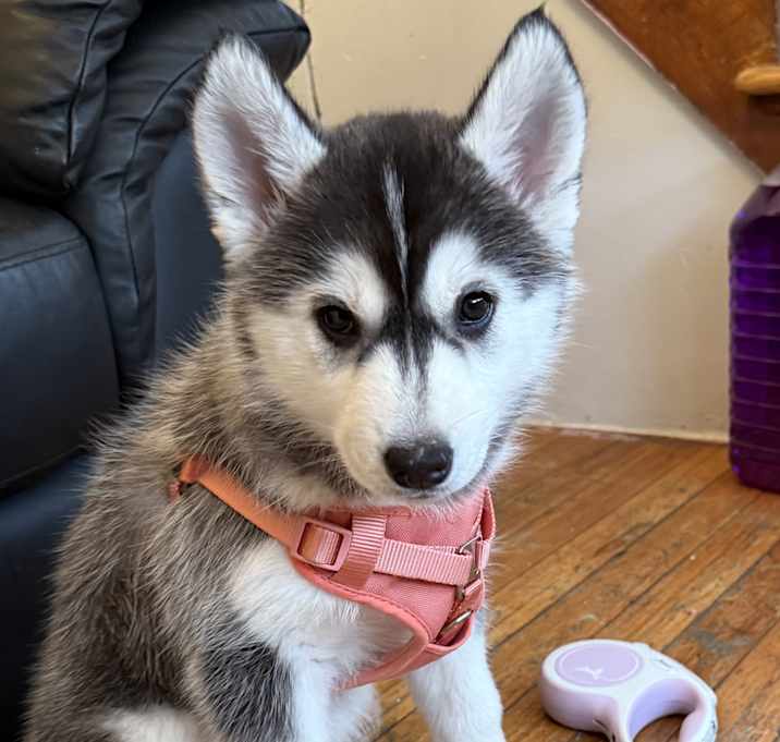 Photo of Luna