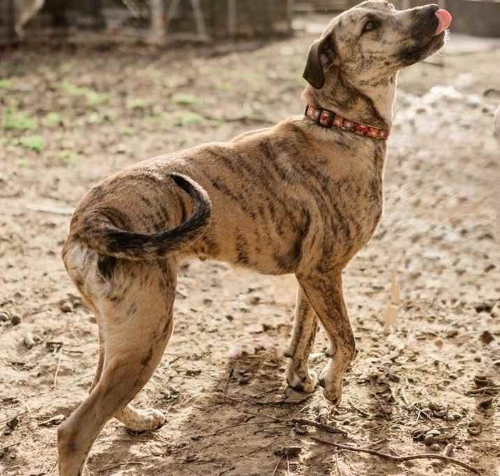 Photo of Strudel