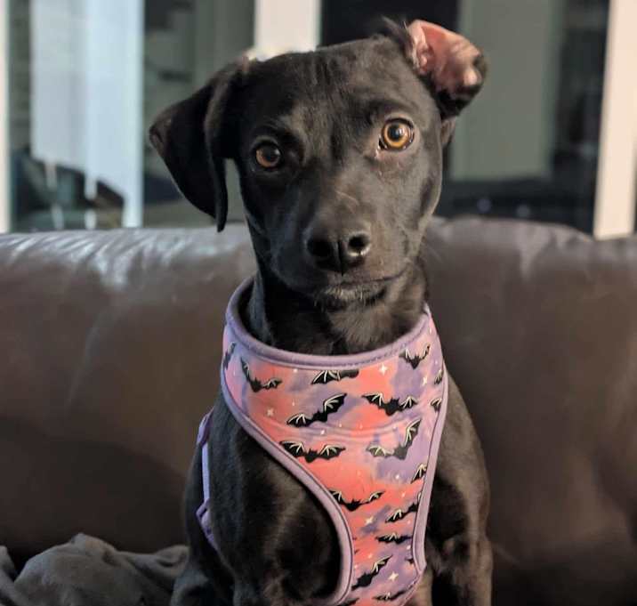 Photo of Dobby